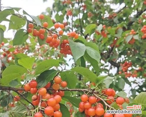 门前有樱桃树是什么意思？门前有樱桃树该怎么办？