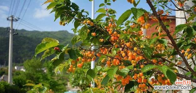 门前有樱桃树是什么意思？门前有樱桃树该怎么办？