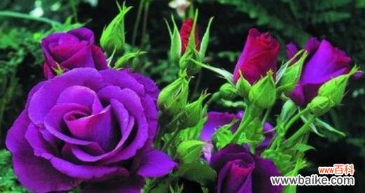 蓝灰色玫瑰花的花语是什么？它适合哪种场合？