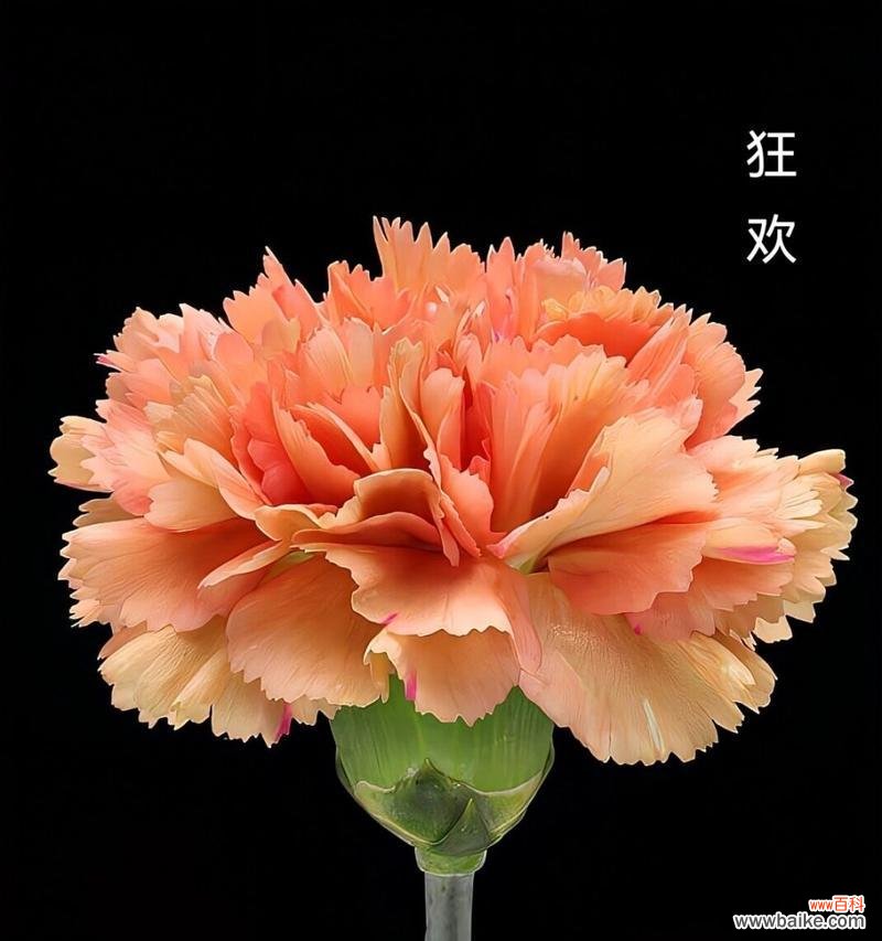 9朵玫瑰加康乃馨的花语是什么？这种组合有何特殊含义？