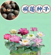 水培花卉三件套具体指什么？