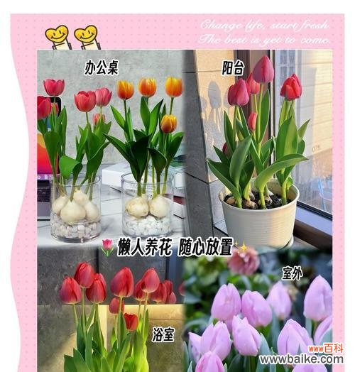 水培花卉三件套具体指什么？