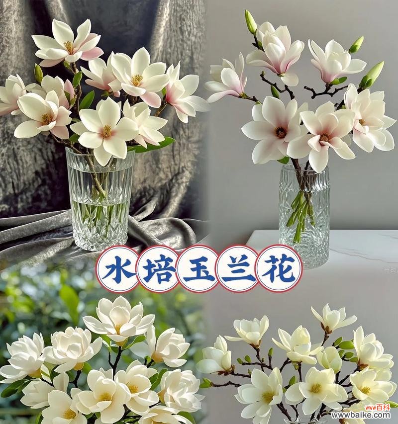 水培花卉三件套具体指什么？