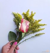 手捧玫瑰花成品通常表达什么情感？