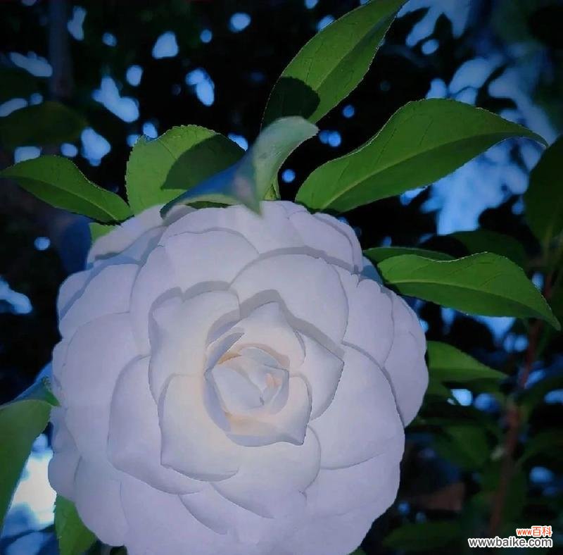 白山茶玫瑰花代表什么含义？白山茶玫瑰花的象征意义是什么？