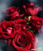 选择哪种玫瑰花送给前任更恰当？