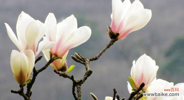 揭秘木兰花背后的情感世界 木兰花的花语与寓意