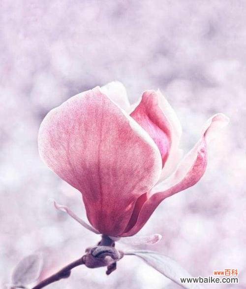 揭秘木兰花背后的情感世界 木兰花的花语与寓意