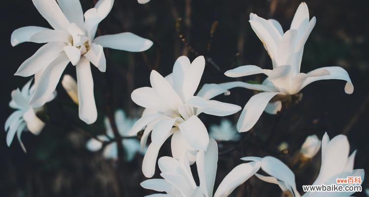 揭秘木兰花背后的情感世界 木兰花的花语与寓意