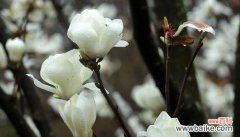 探索木兰花的深层意义和医疗潜力 木兰花的花语和药用价值