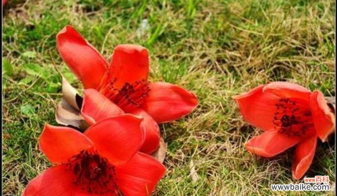 探索木棉花的寓意与传递的信息 木棉花的寓意与象征意义