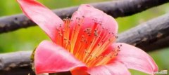 探寻木棉花的花语，解读其中的含义 木棉花的花语与意义