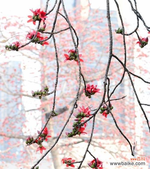 探寻木棉花的花语，解读其中的含义 木棉花的花语与意义