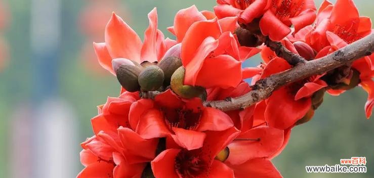 探寻木棉花的花语，解读其中的含义 木棉花的花语与意义