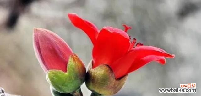 探究木棉花所传达的美丽与力量 木棉花的花语和寓意