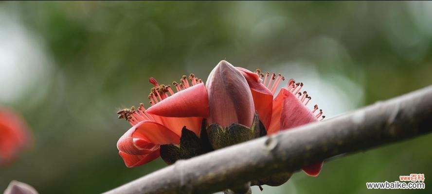 红色傲人绽放,点亮生命之美 木棉花