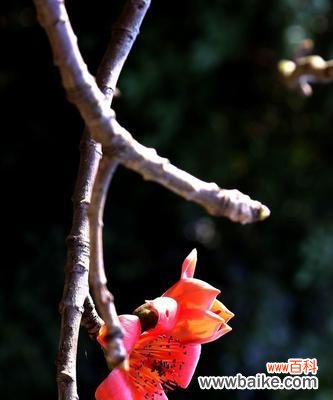 红色傲人绽放,点亮生命之美 木棉花