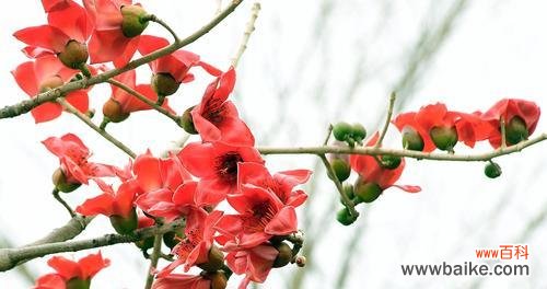 探寻木棉花的美丽背后 木棉花开的寓意与象征