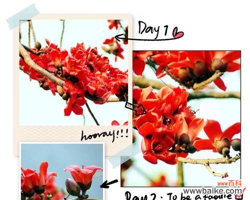 探寻木棉花的美丽背后 木棉花开的寓意与象征