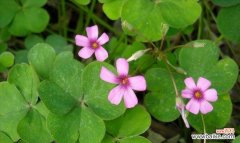 传统文化中的花朵语言和象征意义 探秘苜蓿花语的含义与传承