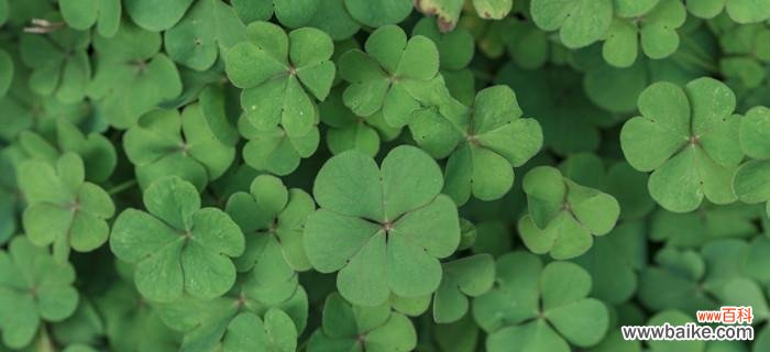 苜蓿花的花语及其在生活中的意义 苜蓿花语之美——寓意与象征