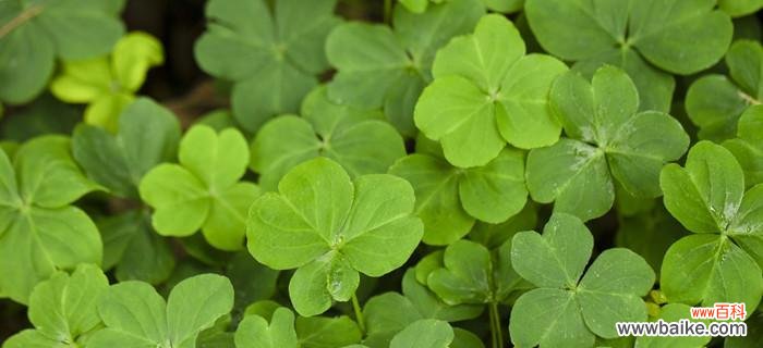 苜蓿花的花语及其在生活中的意义 苜蓿花语之美——寓意与象征