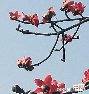 探索木棉树背后的寓意及其在人们心中的地位 木棉树的象征意义