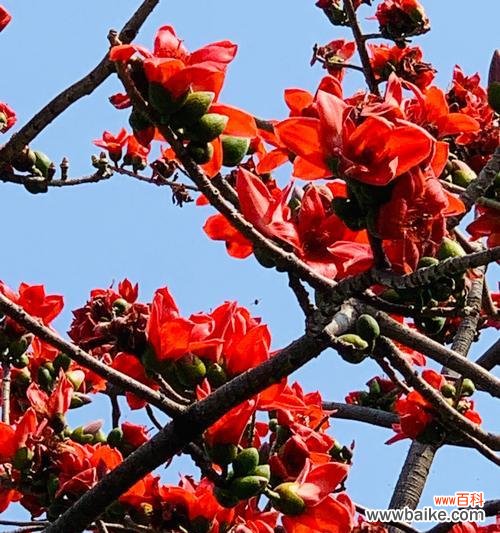 探索木棉树背后的寓意及其在人们心中的地位 木棉树的象征意义