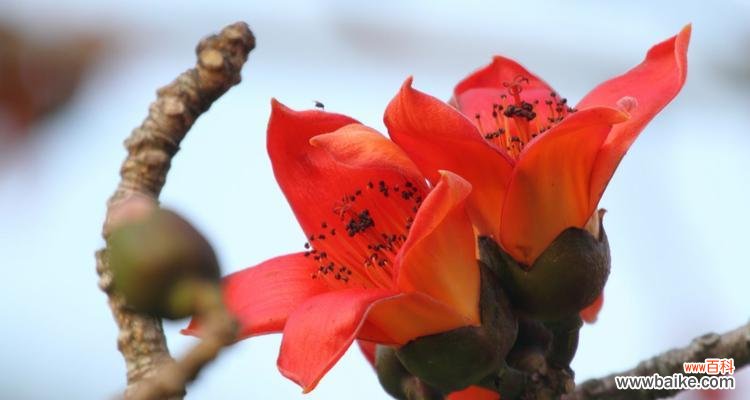 探索木棉树背后的寓意及其在人们心中的地位 木棉树的象征意义