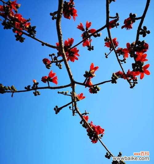 探索大自然中木棉树所代表的美好和力量 木棉树的象征意义及寓意