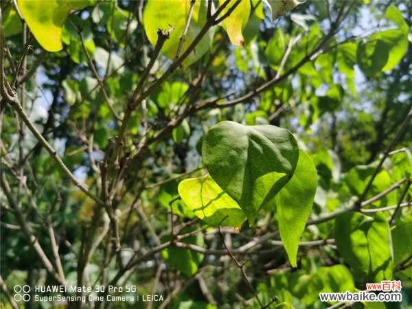 丁香花怎么泡茶喝，丁香茶可以多喝吗