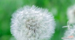 以蒲公英为喻 蒲公英的寓意与人生哲理