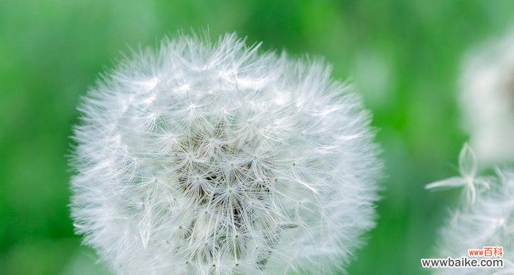 以蒲公英为喻 蒲公英的寓意与人生哲理