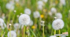 探索蒲公英花背后的美丽寓意 蒲公英花的花语和寓意
