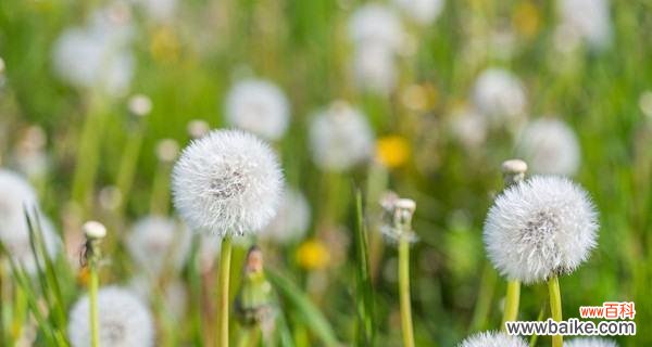 探索蒲公英花背后的美丽寓意 蒲公英花的花语和寓意
