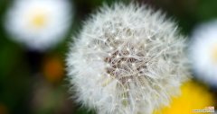 探寻蒲公英花的神奇之旅 蒲公英花的传说故事与寓意
