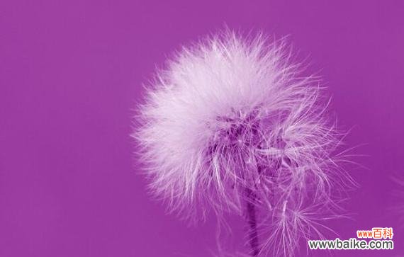 探寻蒲公英花所传递的情感与希望 蒲公英花语的深意