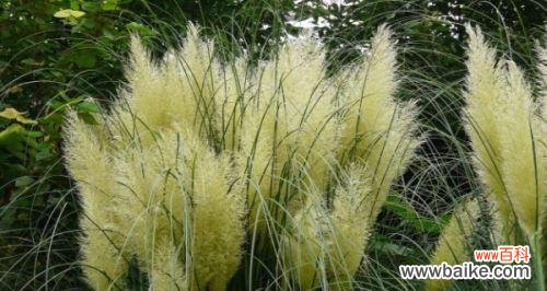 揭秘蒲苇草的花语与象征意义 蒲苇草之美