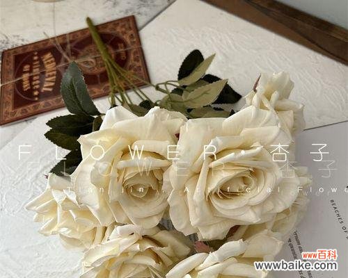 揭开七朵玫瑰背后的花语与象征 七朵玫瑰