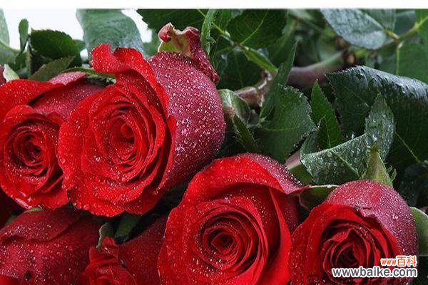 花语解读与人生启示 七朵玫瑰的象征意义及内涵