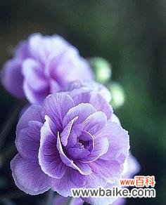 美丽绽放涵养心灵 千瓣莲的花语