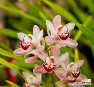 探索千代兰的花语及其象征意义 千代兰花语与寓意，寓意深远，情感丰富