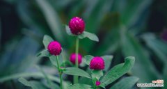 以千日红花语不朽 千日红花语不朽，诠释坚韧生命之美