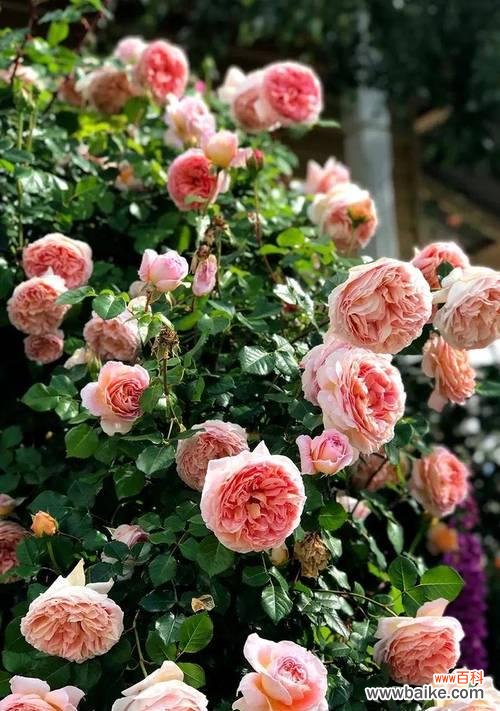 马耳他玫瑰花的寓意是什么?它在花语中象征着什么?