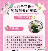 百合花象征的爱情意义是什么？