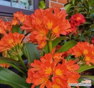 雍容花卉通常指哪些植物，它们的含义是什么？