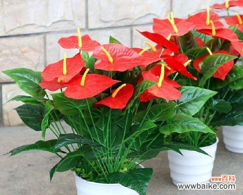 送女朋友什么盆栽比较好?有哪些推荐?