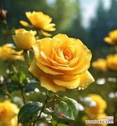 黄色玫瑰代表什么情感？