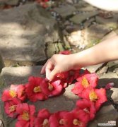 山茶花与白玫瑰相遇有何特殊含义？