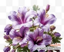 百合的花语紫色是什么意思？紫色百合代表了什么？